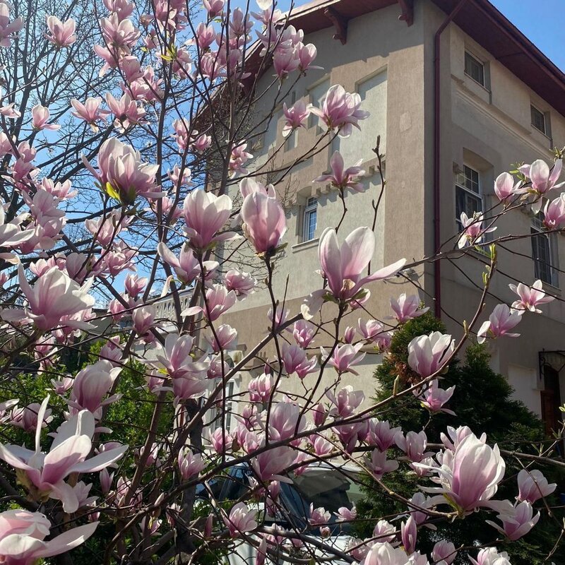 Mitropolie- Parcul Carol/ vila 6 camere, 340mp utili, curte privata